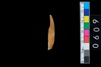 藏品(牙尖器)的圖片