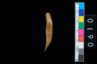 藏品(牙尖器)的圖片