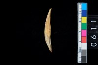 藏品(牙尖器)的圖片