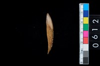 藏品(牙尖器)的圖片