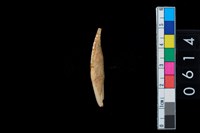 藏品(牙尖器)的圖片