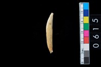 藏品(牙尖器)的圖片