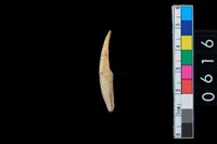 藏品(牙尖器)的圖片