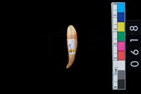 藏品(山豬左上第1門乳齒)的圖片