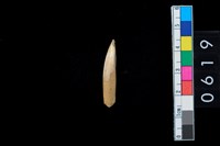 藏品(山豬左下第2門乳齒)的圖片