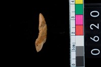 藏品(山羌左上第2門齒)的圖片