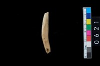 藏品(山豬左下第1門齒)的圖片