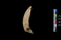 藏品(山豬左下犬齒)的圖片