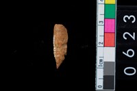 藏品(獸骨殘片)的圖片