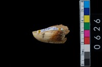 藏品(山豬左上犬齒)的圖片