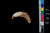 藏品(山豬左上第1門齒)的圖片