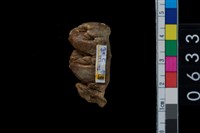 藏品(山豬右上第3大臼齒)的圖片