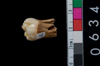 藏品(山豬牙山豬右上第4前臼齒)的圖片