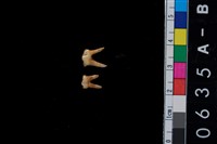 藏品(山羌左下第3、4前臼乳齒)的圖片