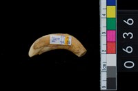 藏品(山豬右上第1門齒)的圖片