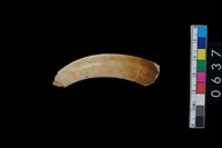 藏品(山豬左下犬齒)的圖片