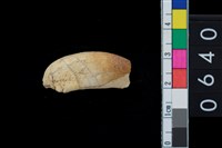 藏品(山豬左上第1門齒)的圖片