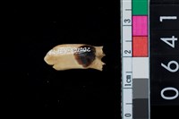 藏品(鹿左下第3前臼齒)的圖片