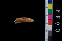 藏品(山豬左下第1門齒)的圖片