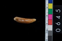 藏品(山豬右下第1門齒)的圖片