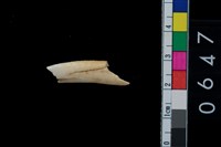 藏品(山豬右下第1門齒)的圖片