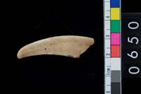 藏品(山豬左下犬齒)的圖片