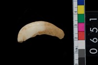 藏品(山豬左上第1門齒)的圖片