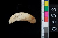 藏品(山豬左上第1門齒)的圖片