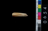 藏品(山豬左下犬齒)的圖片