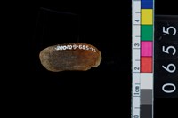 藏品(山豬右上第1門齒)的圖片