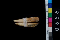 藏品(山豬左與右下犬齒)的圖片