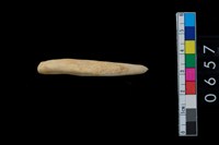 藏品(山豬右下犬齒)的圖片