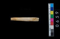 藏品(山豬左下第1門齒)的圖片