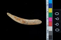 藏品(山豬右下第1門齒)的圖片