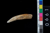 藏品(山豬左下第1門齒)的圖片