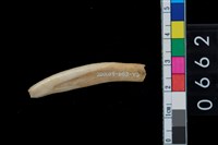 藏品(山豬左下第1門齒)的圖片