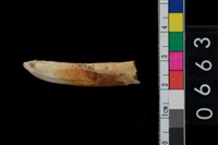 藏品(山豬左下第2門齒)的圖片