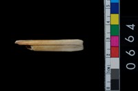 藏品(山豬左下第1門齒)的圖片