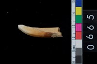 藏品(山豬右下第1門齒)的圖片