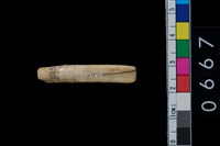 藏品(山豬左下第1門齒)的圖片