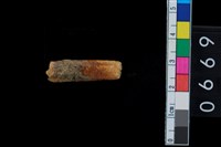 藏品(山豬左下第2門齒)的圖片