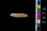 藏品(山豬右下第1門齒)的圖片