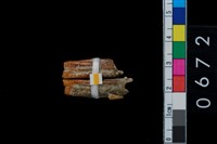 藏品(山豬左與右下第1門齒)的圖片