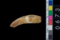 藏品(山豬左下犬齒)的圖片