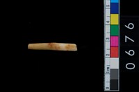 藏品(山豬右下第1乳門齒)的圖片