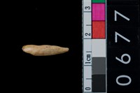 藏品(獸牙?)的圖片