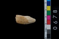 藏品(雌山豬左上犬齒)的圖片