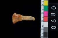 藏品(鹿齒)的圖片