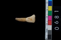 藏品(鹿齒)的圖片