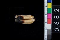 藏品(山羊前臼齒)的圖片